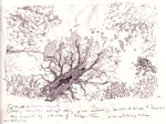 sb_woods_wormpov_w.jpg